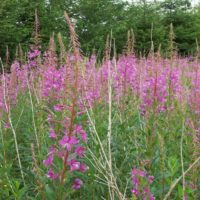 Gederams i fuld flor ved Høgildgaard
