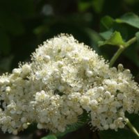 Hyld i blomst