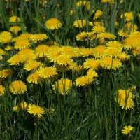 Eng med mælkebøtter i fuld flor
