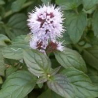 Vandmynte i blomst