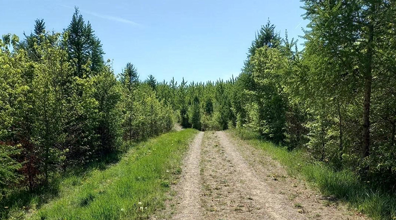 Elmelund Skov_Foto Anja Nielsen_795x443px
