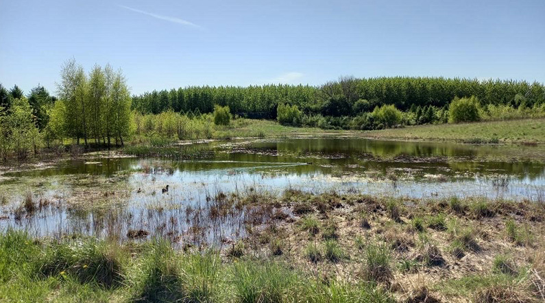 Elmelund Skov_sø_Foto Anja Nielsen_795x443px