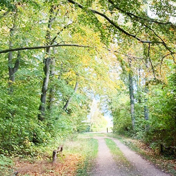 Klik og læs mere om Lundsgaard Skov